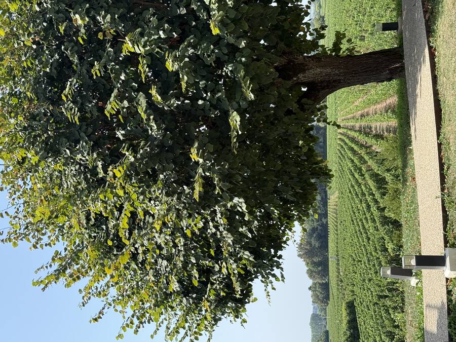 A tree at the edge of the estate where the vines begin