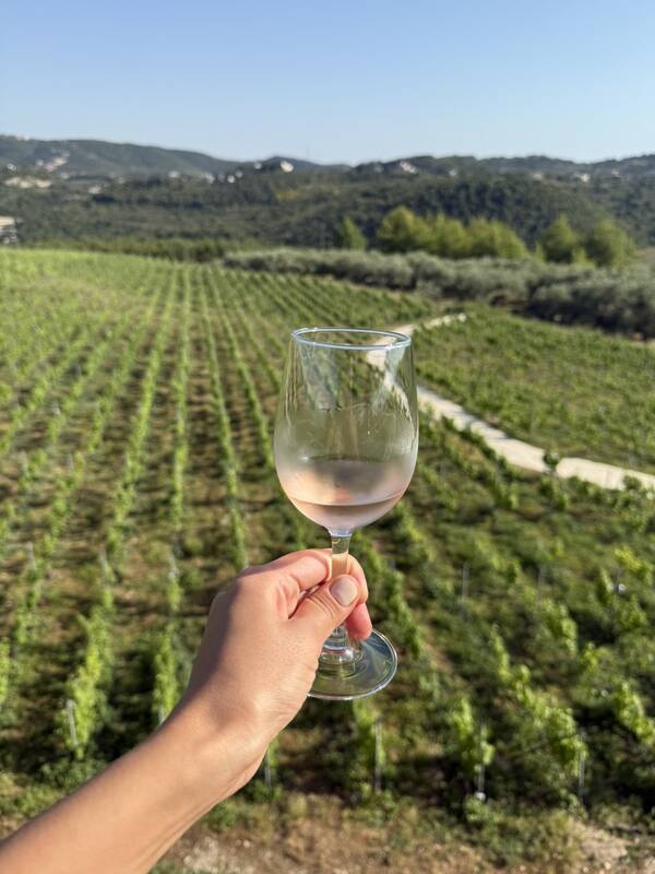 The estate vineyard just outside Batroun