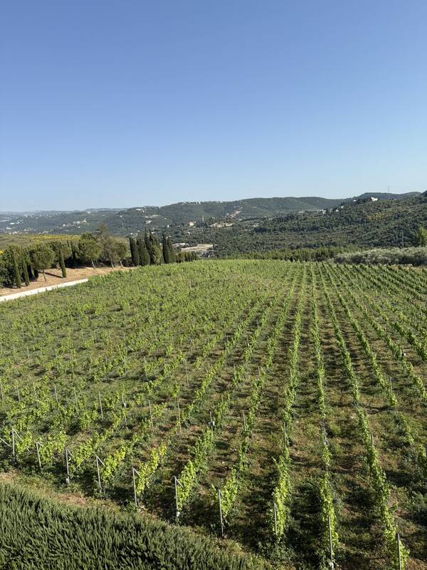 The afternoon light over the Ixsir estate